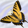 Butterfly, Swallowtail