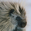 Porcupine