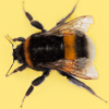 Bumble Bee