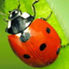 Ladybug