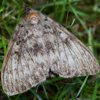 Moth