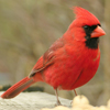 Cardinal
