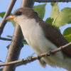 Cuckoo, <br>Yellow-billed