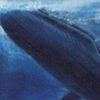 Blue Whale
