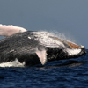 Humpback Whale