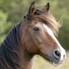 Wild Horse
