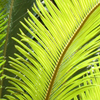Palm Tree