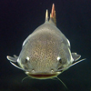 Catfish