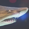 Nurse Shark