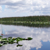 Florida Everglades