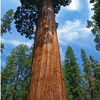 Giant Sequoia