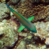 Great Barrier Reef