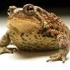 Toad, American