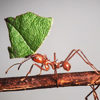 Leafcutter Ant