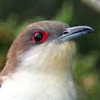 Cuckoo, <br>Black-billed
