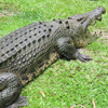 Crocodile