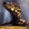 Caiman