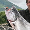 Chinook Salmon