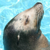 Sea Lion, Steller