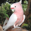 Cockatoo