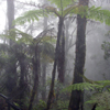 *Rainforest Layers*