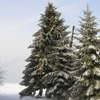 Evergreen Tree