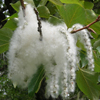 Cottonwood Tree