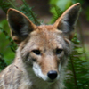 Coyote