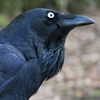 Raven