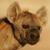 Hyena, Spotted