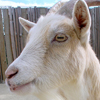 Goat, Pygmy 