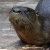 Otter, River