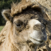 Camel, Bactrian