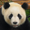 Panda Bear