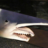 Goblin Shark