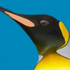 Emperor Penguin