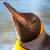 King Penguin