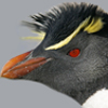Rockhopper Penguin