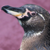 Galapagos Penguin