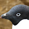 Adelie Penguin