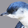 Little Penguin