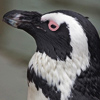 African Penguin