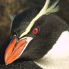 Snares Penguin