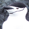 Chinstrap Penguin