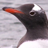 Gentoo Penguin