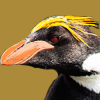 Macaroni Penguin