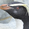 Fiordland Penguin