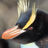 Erect-Crested Penguin