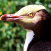 Yellow-eyed Penguin