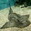 Angel Shark